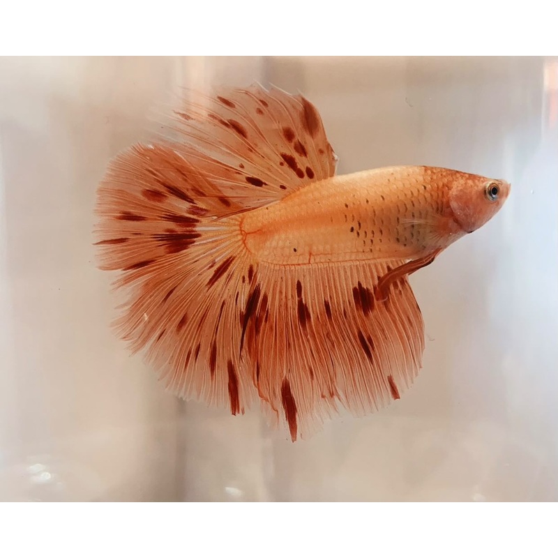 Live Betta Fish Male High Grade Halfmoon Armageddon (LLL-1002)