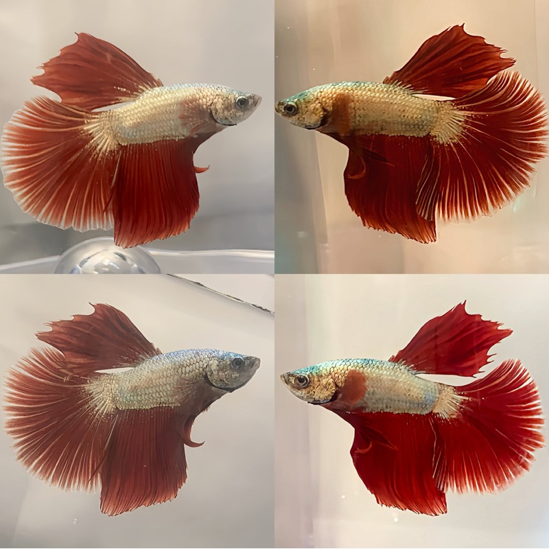 Live Betta High Grade Fancy Copper Scales Over Halfmoon Male (LLL-1026) What you see is what you get!