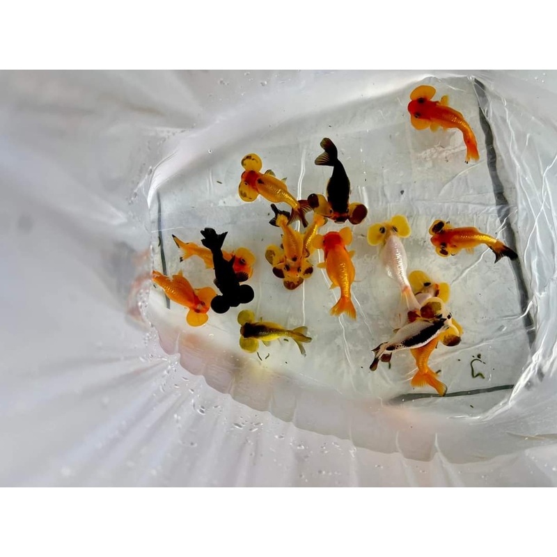 Live Fancy Goldfish Premium Select Our Choice Thai Assorted Bubble Eye 3.00 inch