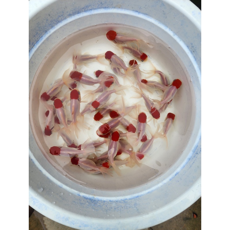 Live Fancy Goldfish Premium Select Our Choice Thai Red Cap Oranda 2.00 inch Small