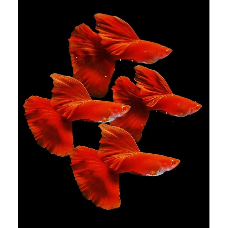 Live Fancy Guppy Fish Premium Quality Albino High Dorsal Full Red (CGP-001)