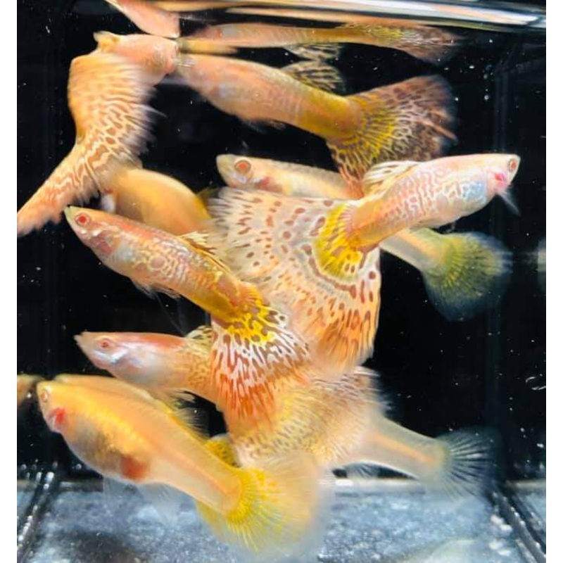 Live Fancy Guppy Fish Premium Quality Albino King Cobra/Albino Snake Skin (CGP-063)