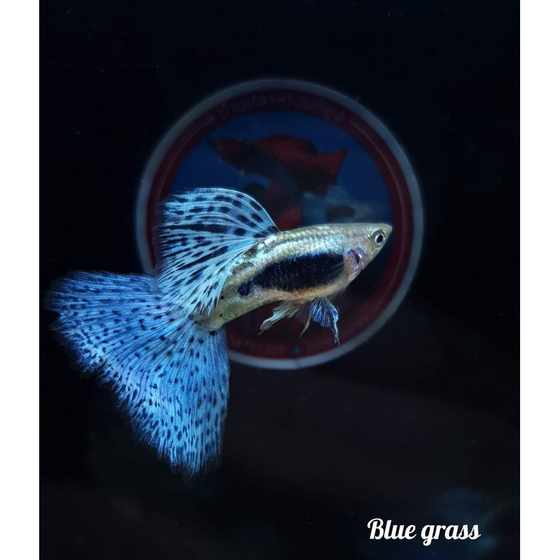 Live Fancy Guppy Fish Premium Quality Blue Grass High Dorsal (CGP-024)