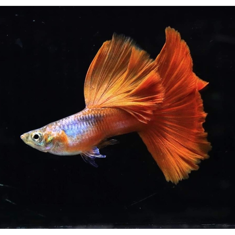 Live Fancy Guppy Fish Premium Quality Blue Lazuri Red Tail High Dorsal (CGP-103)