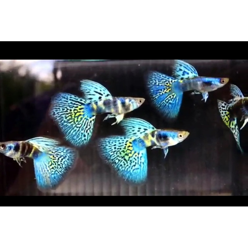 Live Fancy Guppy Fish Premium Quality Blue Tiger King Cobra (CGP-114)