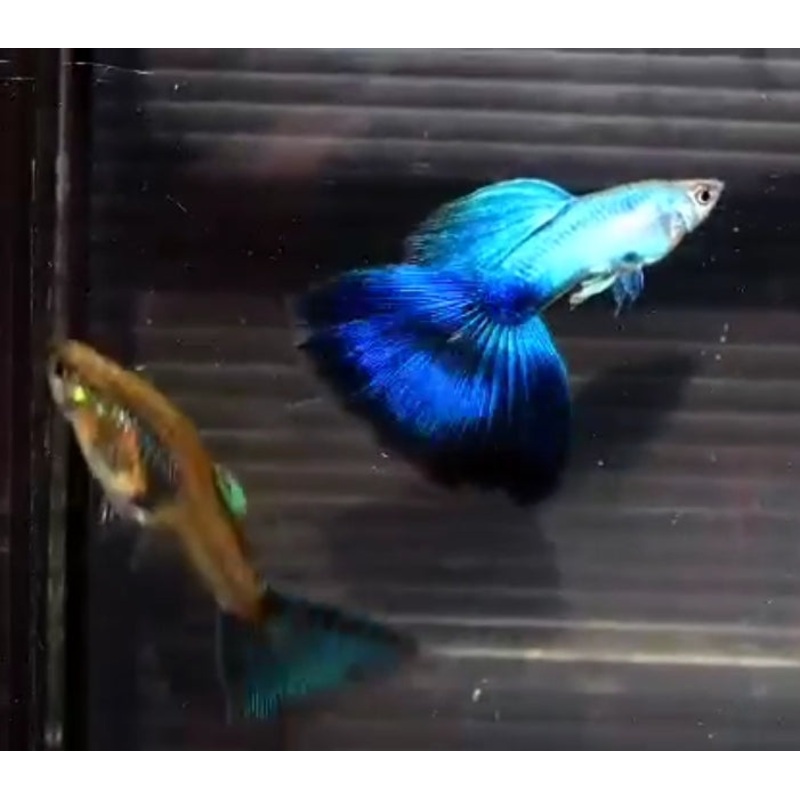 Live Fancy Guppy Fish Premium Quality Japan Blue/Lazuli Big Tail (CGP-088)