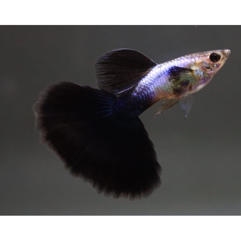 Live Fancy Guppy Fish Premium Quality Lazuri Big Black Tail (CGP-123)