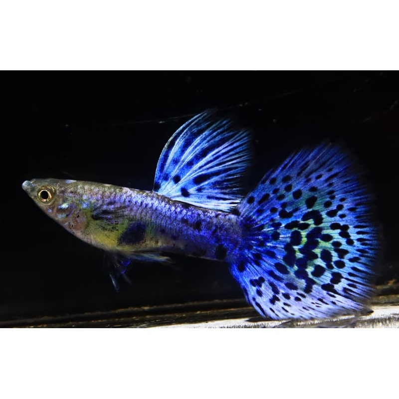 Live Fancy Guppy Fish Premium Quality Lazuri Blue Grass (CGP-105)