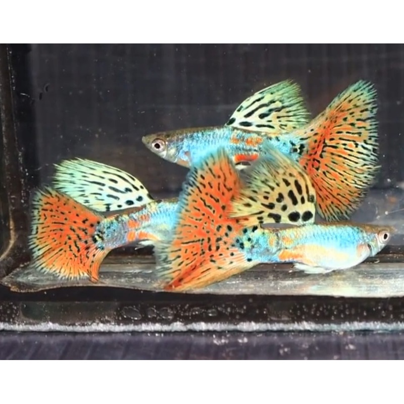 Live Fancy Guppy Fish Premium Quality Siam Lazuri Blue/Red Grass (CGP-113)