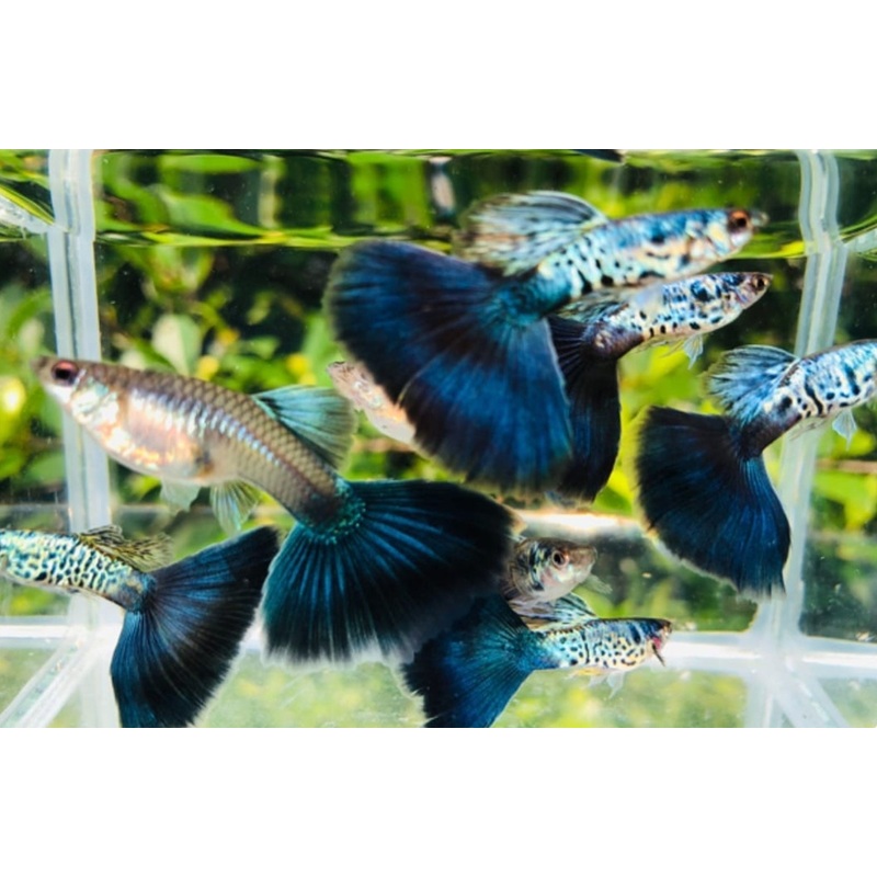 Live Fancy Guppy Fish Premium Quality Snake Skin/Galaxy Big Black Tail (CGP-108)