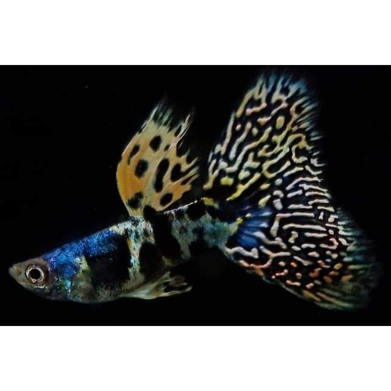 Live Fancy Guppy Fish Premium Quality Yellow Tiger King Cobra (CGP-067)