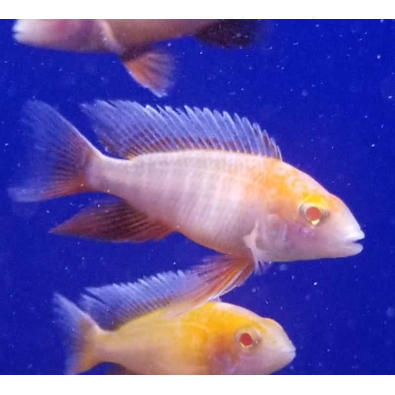Live Fish African Cichlid Albino Eureka Red Jacob Peacock Cichlid (Aulonocara Jacobfreibergi "Albino")(CHD-169)