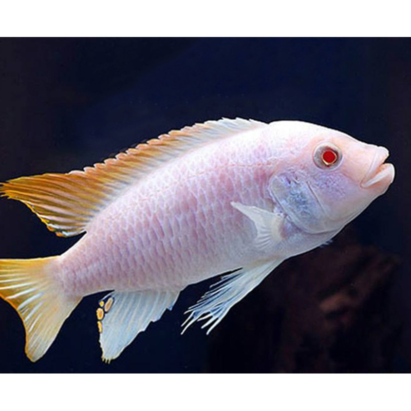 Live Fish African Cichlid Albino Ice Blue (Metriaclima Greshakei (CHD-156)