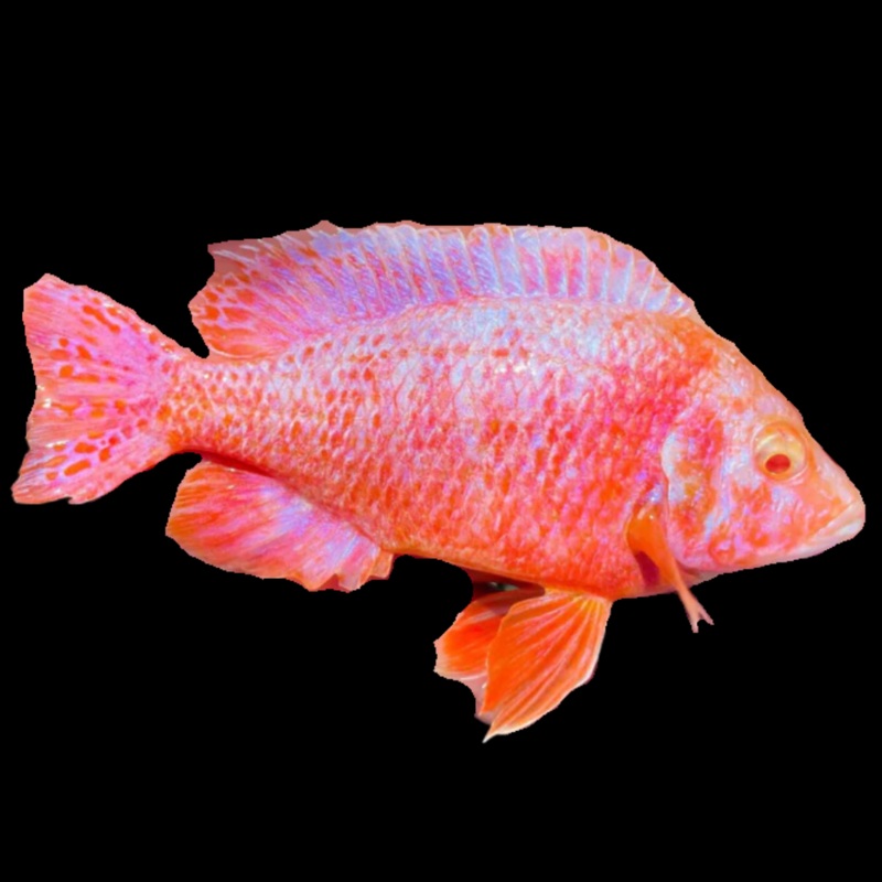 Live Fish African Cichlid Albino Pink Peacock (Aulonocara sp.) (CHD-134)U008