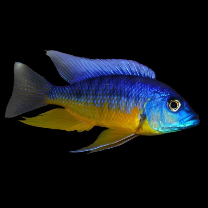 Live Fish African Cichlid Aquarium Insignus  (Protomelas sp. Spilonotus Tanzania)(CHD-115)