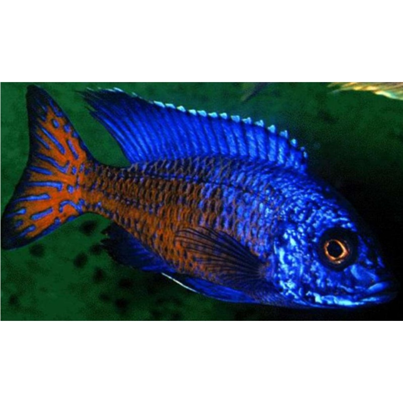 Live Fish African Cichlid Ngara Flame Tail Peacock (Aulonocara Stuartgranti Ngara) (CHD-123) U028