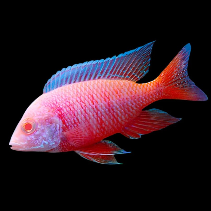 Live Freshwater African Cichlid Albino Red Peacock (CHD-164)U006