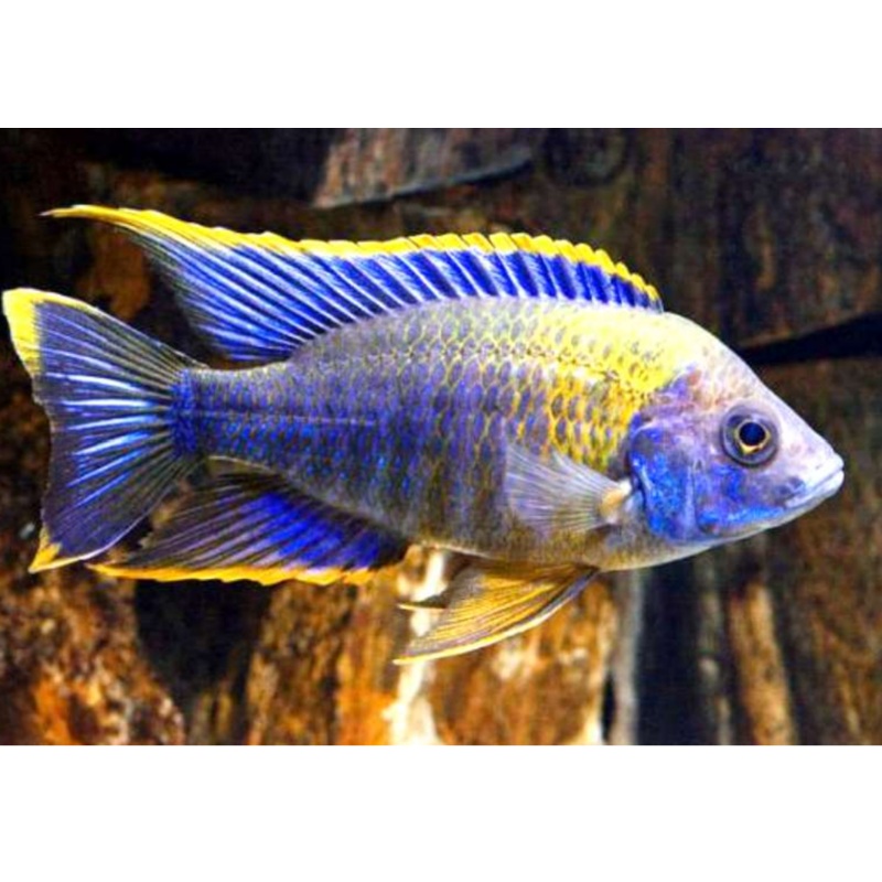 Live Freshwater African Cichlid Lwanda Peacock Cichlid (CHD-104)