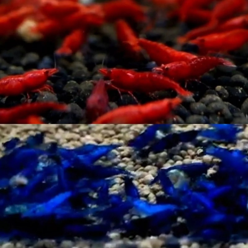Live Freshwater Aquarium Fancy Bloody Mary & Blue Dream Shrimp Premium Quality 5/$25, 10/$45, 20/$70 (Neocaridina sp.)(FS-048)