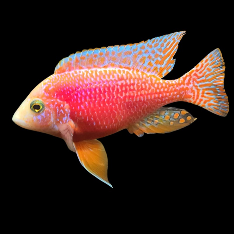 Live Freshwater Aquarium Pink Peacock African Cichlid  (Aulonocara Sp.)(CHD-133)
