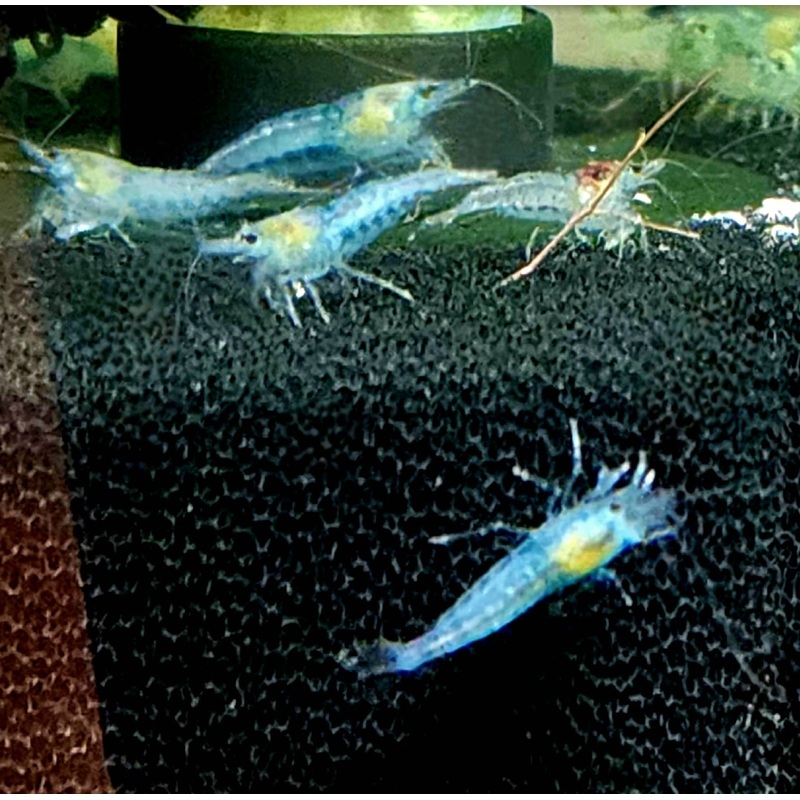Live Freshwater Aquarium Premium Blue Jelly Shrimp 5/$25, 10/$45, 20/$70 (FS-014)