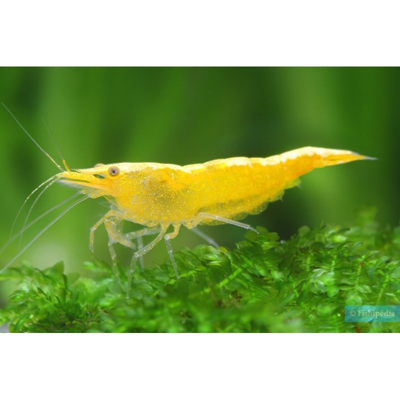 Live Freshwater Aquarium Premium Yellow Fire 24k Shrimp 5/$25, 10/$45, 20/$70 (FS-037)
