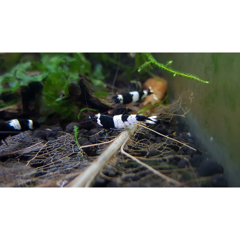 Live Freshwater Aquarium Shrimp Black King Kong (Caridina)