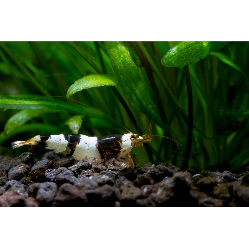 Live Freshwater Aquarium Shrimp Crystal Black Shrimp (Caridina)