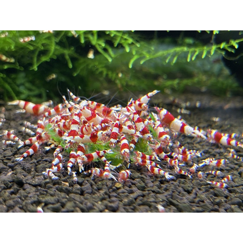Live Freshwater Aquarium Shrimp Crystal Red Shrimp (Caridina)