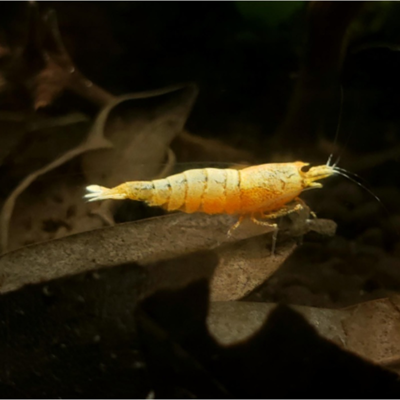 Live Freshwater Aquarium Shrimp Golden Bee (Caridina)