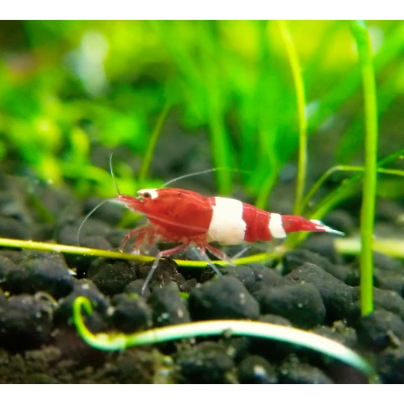 Live Freshwater Aquarium Shrimp Red King Kong (Caridina)