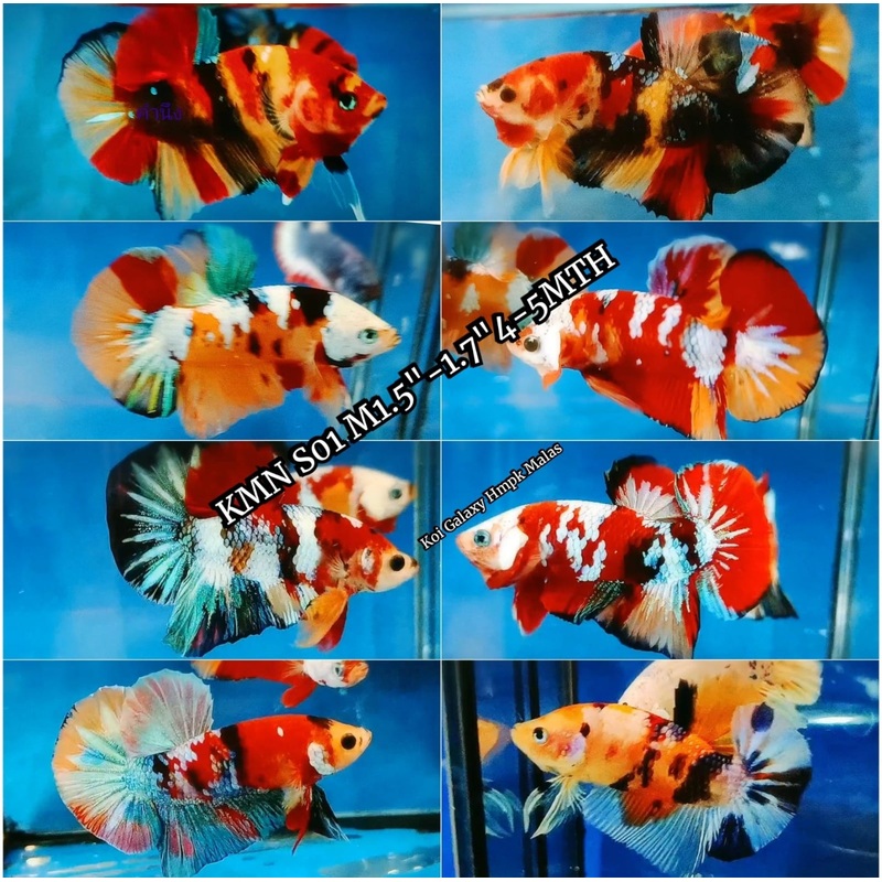 Live Freshwater Betta Male Mixed Plakat Koi, Nemo, Candy, Galaxy Mix (CBM-1031) Our Choice BUY 4 GET 1 FREE! MIX & MATCH