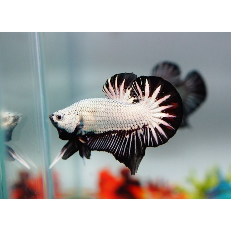 Live Freshwater Betta Males Premium Plakat Male Betta Plakat Black Dragon (CBM-1074)Our Choice BUY 4 GET 1 FREE! MIX & MATCH