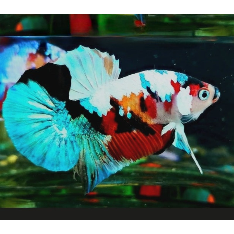 Live Freshwater Betta Males Premium Plakat Male Betta Plakat Black Koi (CBM-1070)Our Choice BUY 4 GET 1 FREE! MIX & MATCH