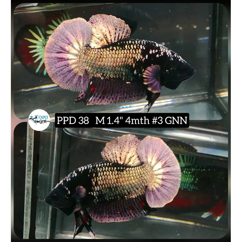 Live Freshwater Betta Males Premium Plakat Male Betta Plakat Copper DARK TONE (CBM-1069)Our Choice BUY 4 GET 1 FREE! MIX & MATCH