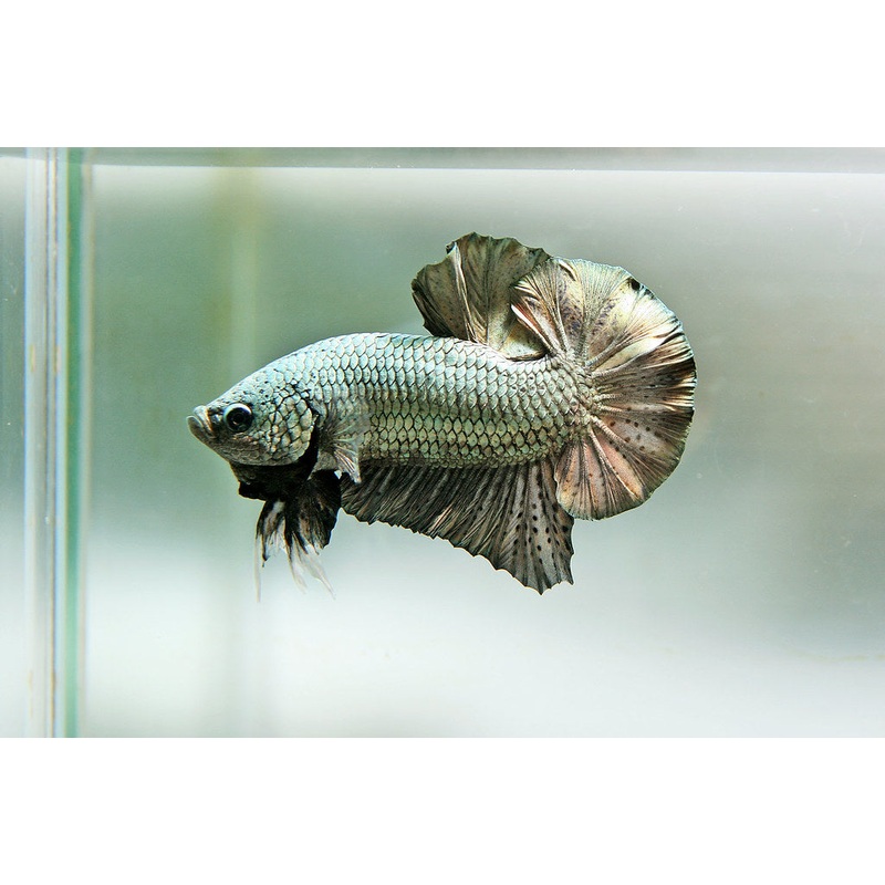 Live Freshwater Betta Males Premium Plakat Male Betta Plakat Copper LIGHT TONE (CBM-1077)Our Choice BUY 4 GET 1 FREE!  MIX & MATCH