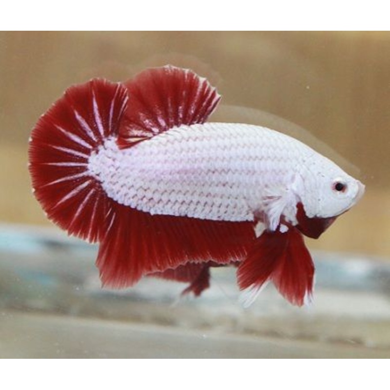 Live Freshwater Betta Males Premium Plakat Male Betta Plakat Red Dragon (CBM-1073)Our Choice BUY 4 GET 1 FREE! MIX & MATCH