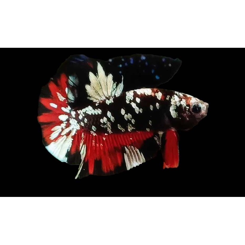 Live Freshwater Betta Males Premium Plakat Male Betta Plakat Stardust (CBM-1067)Our Choice BUY 4 GET 1 FREE! MIX & MATCH
