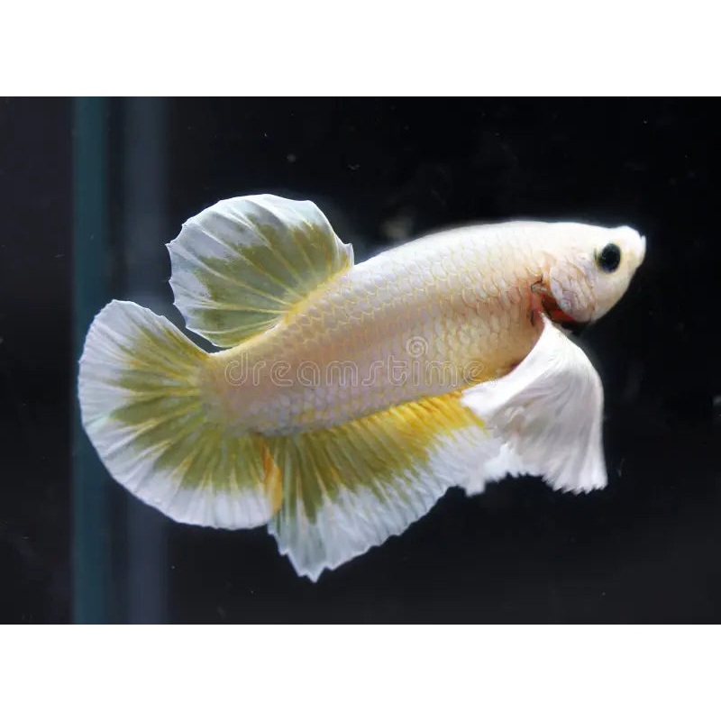 Live Freshwater Fancy Mixed Color Dumbo Plakat Male Betta LIGHT TONE (CBM-1075) Our Choice BUY 4 GET 1 FREE! MIX & MATCH
