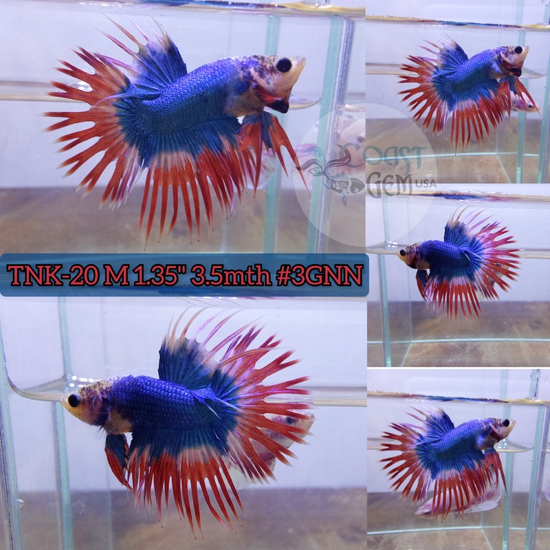 Live Male Betta Blue-Orange Muscot / Grizzle Crowntail(TNK-20) High Quality grade