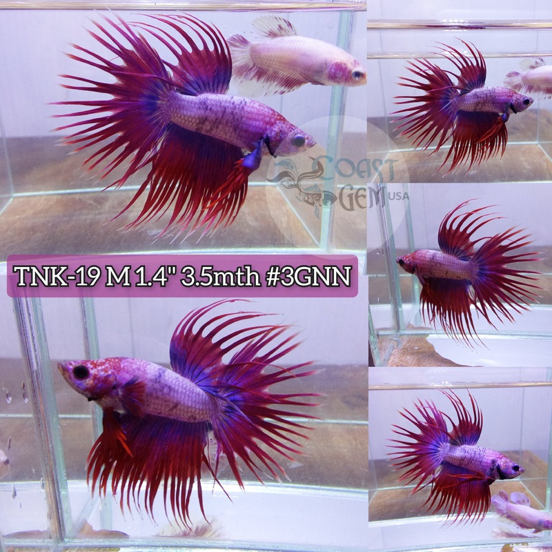 Live Male Betta Violet pink Fancy Lavender Crowntail(TNK-19) High Quality grade