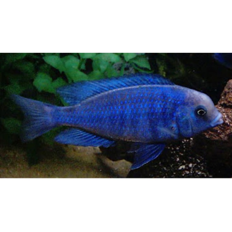 Malawi Blue Dolphin Cichlid  (Cyrtocara Moori) (CHD-145)