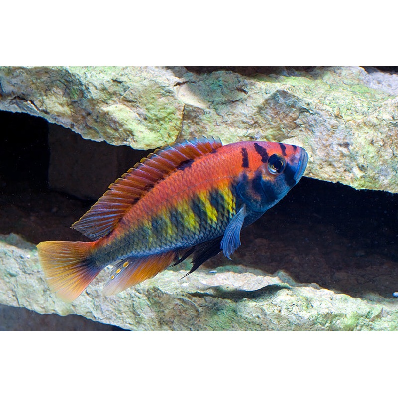 NYEREREI HAP (Haplochromis nyererei) (CHD-144)