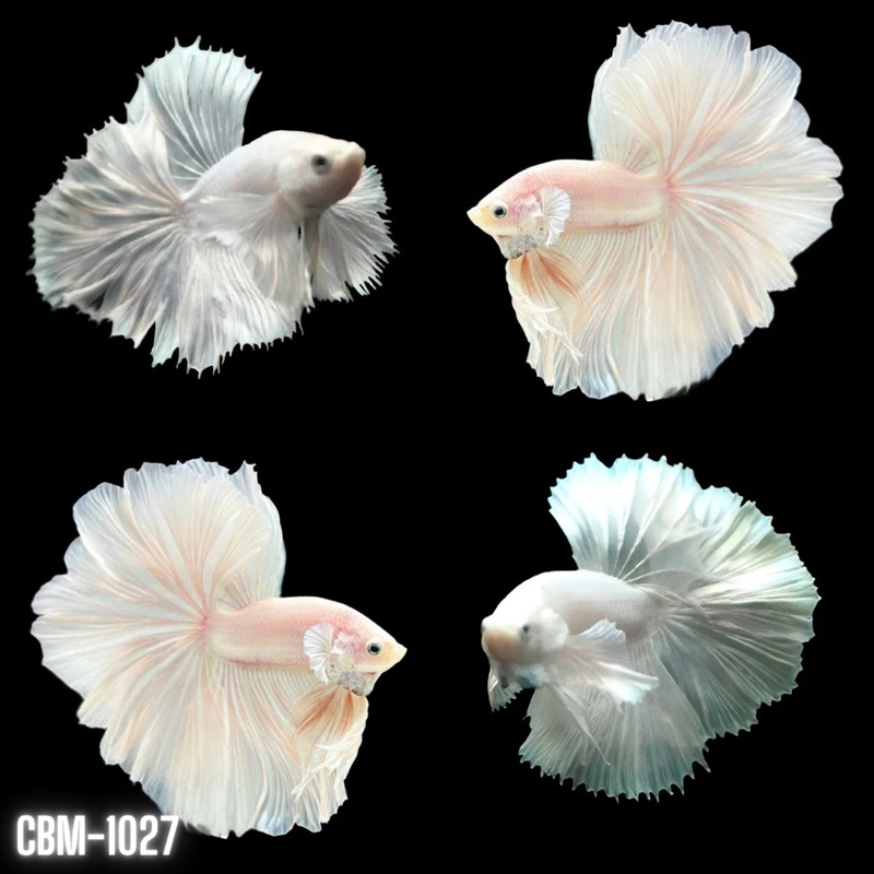 Pegasus Super White Platinum Dumbo Halfmoon Male Betta Fish (CBM-1027) Our Choice BUY 4 GET 1 FREE MIX & MATCH