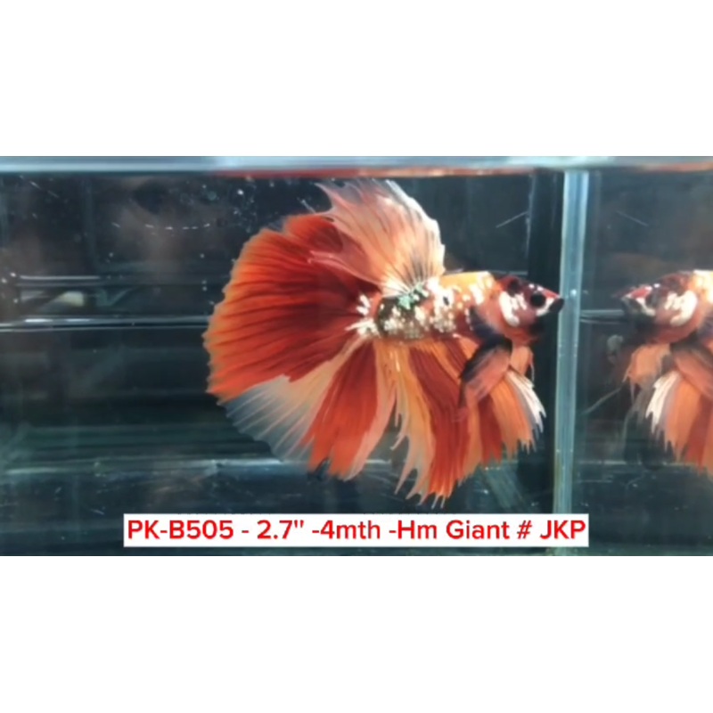 (PK-B505) Giant Nemo Galaxy Halfmoon Male Betta
