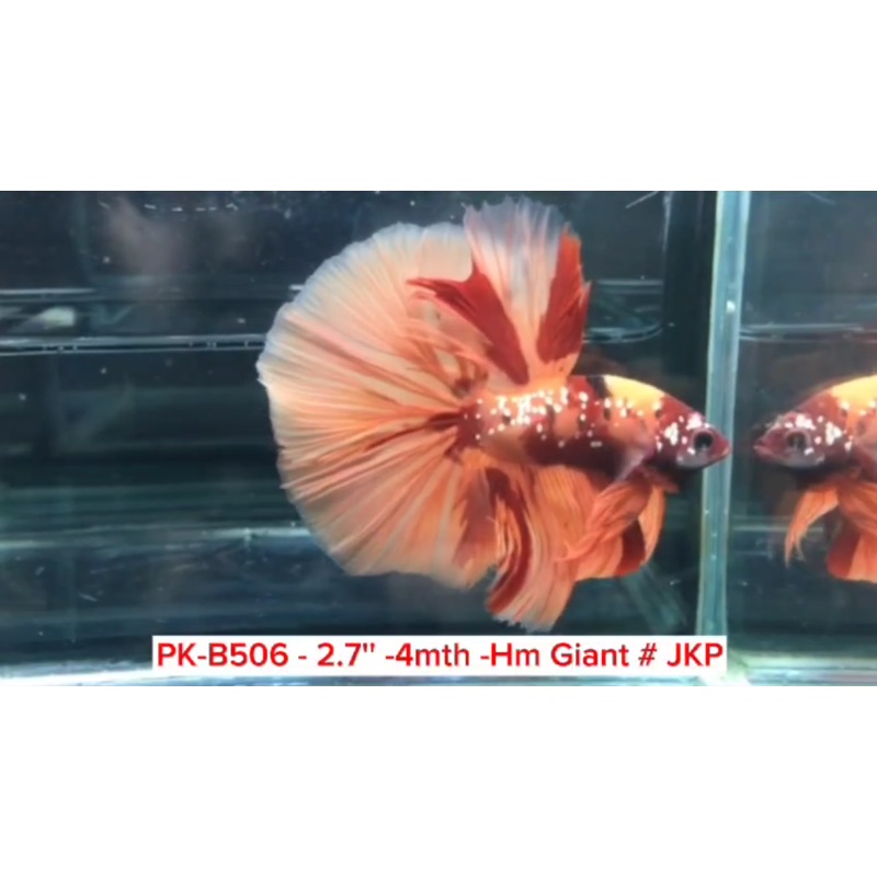 (PK-B506) Giant Nemo Galaxy Halfmoon Male Betta