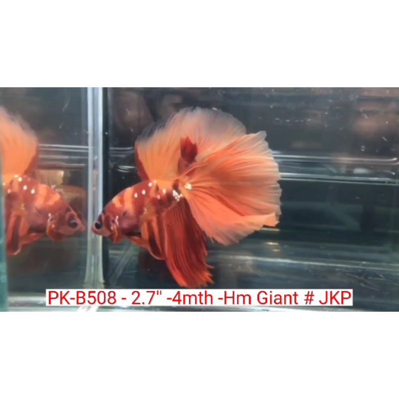 (PK-B508) Giant Candy Nemo Galaxy Halfmoon Male Betta