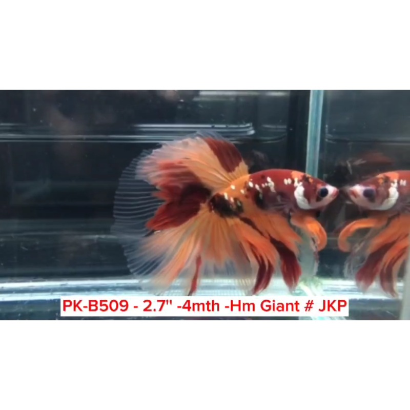 (PK-B509) Giant Candy Nemo Galaxy Halfmoon Male Betta