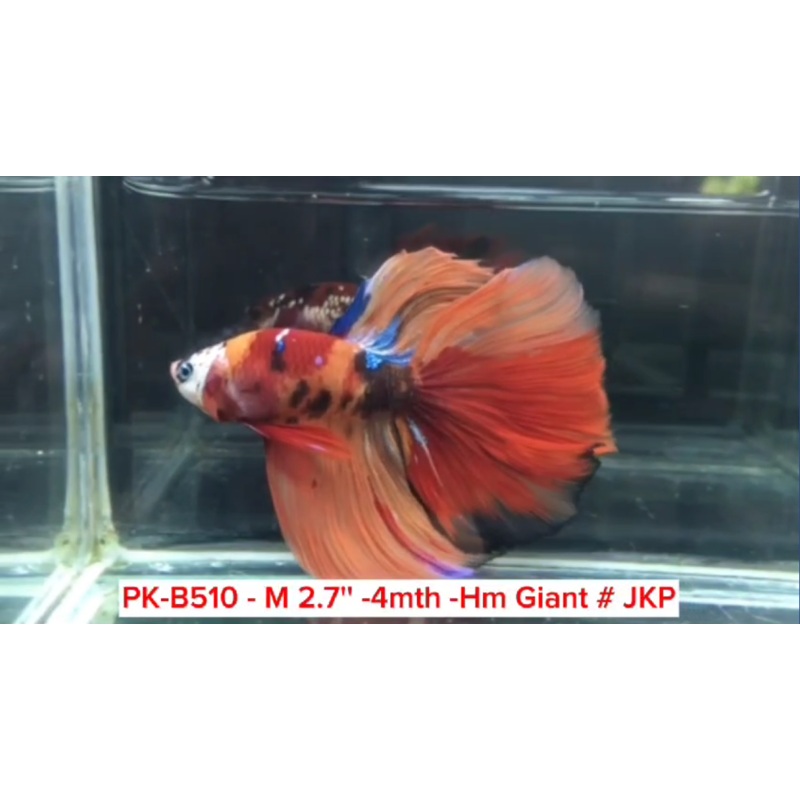 (PK-B510) Giant Candy Nemo Galaxy Halfmoon Male Betta