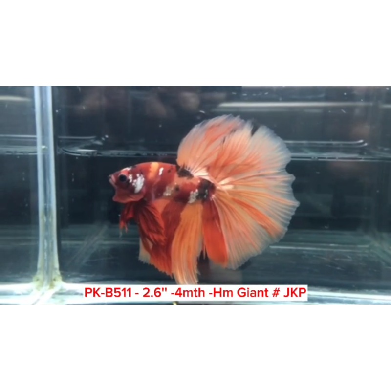 (PK-B511) Giant Candy Nemo Galaxy Halfmoon Male Betta